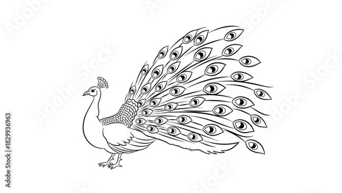 Majestic peacock with striking feather display, ideal for elegant stationery or sophisticated branding projects, artistic and scalable