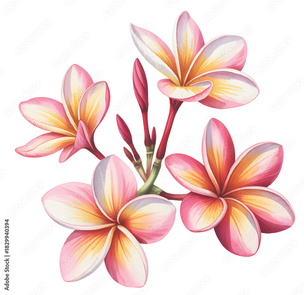 Fototapeta premium Elegant tropical flower cluster painted in watercolor.