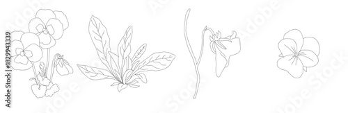 Collection of Various Hand Drawn Flower Illustrations. Collection of various hand drawn leaves and flowers in black and white line art illustration style
vector illustration.
