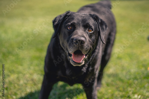 Wallpaper Mural Perro negro que quiere jugar  Torontodigital.ca