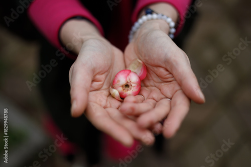 Close-up of hands cradling a small, pink and white flower bud. Soft natural light highlights skin texture and delicate petals. Person wears a pink sleeve and pearl bracelet. Background blurred, earthy