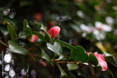 A close-up of a pink camellia bud and open flower amidst glossy green leaves, set against a softly blurred, bokeh-filled background.