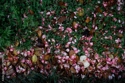 Pink petals and brown leaves scatter across green clover and grass under soft, diffused natural light, creating a tranquil, earthy scene.