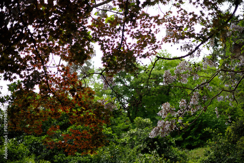Dappled light filters through a canopy of autumnal red and green leaves, with clusters of white blossoms hanging from branches against a soft, overcast sky.