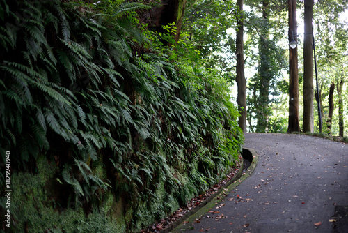 A winding asphalt path curves through a lush, green forest. Dense ferns and moss cover a steep embankment, while tall trees and a vintage streetlamp line the trail under soft, dappled daylight.