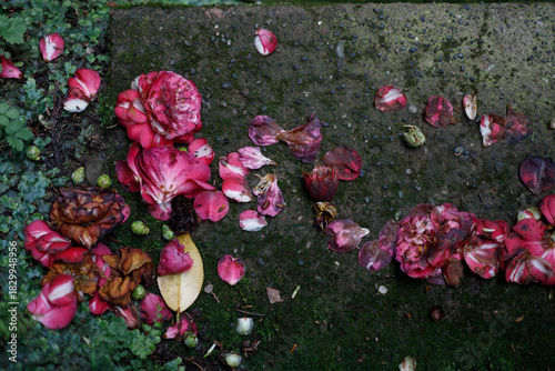 Fallen pink and white camellia petals, some wilted and brown, scatter across a mossy, wet stone surface, surrounded by green foliage.