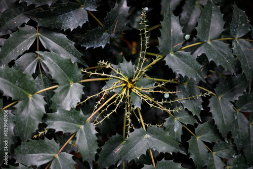Close-up of dark green, serrated leaves with spiky stems and small blue berries. Soft lighting highlights leaf texture against a shadowy background.