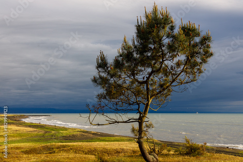 A solitary pine tree stands on a grassy shore under a dramatic, cloudy sky. Soft light illuminates the tree’s green needles and young cones, contrasting with the muted blues and grays of the sea and