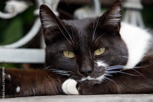 A black and white cat with striking yellow eyes rests on a surface, its paws crossed. Soft natural light highlights its fur against a blurred white metal fence and greenery.