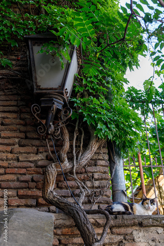 A calico cat rests on a sunlit stone ledge beside a weathered brick wall, entwined with lush green vines and an ornate, dark metal lantern.