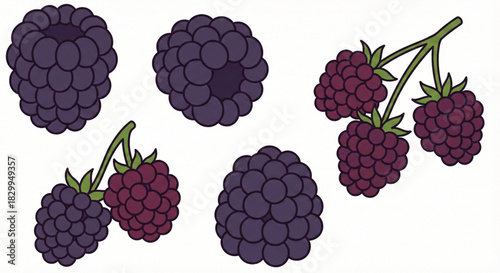 Blackberries set — whole blackberry, small cluster.