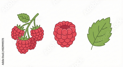Raspberry set — berry cluster, single raspberry, leaf.