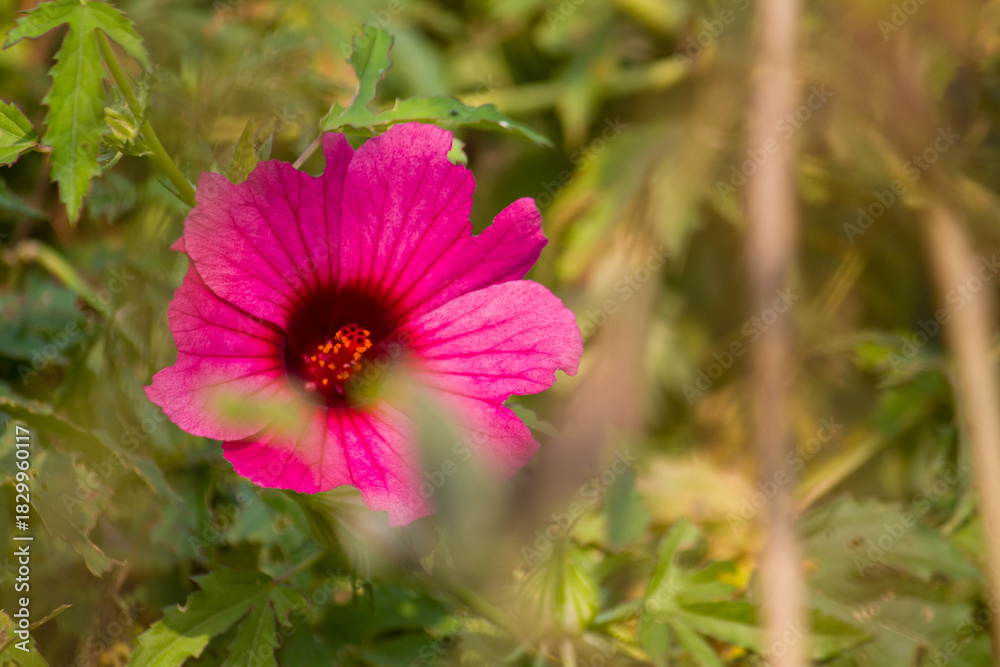 Obraz premium A vivid Cranberry Hibiscus flower in full bloom, displaying rich magenta petals and a striking central pattern. Captured in natural surroundings, the bright blossom stands out beautifully against the 