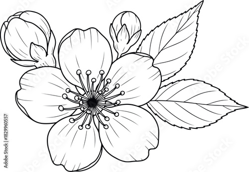 Delicate hand drawn cherry blossom flower with buds and leaves