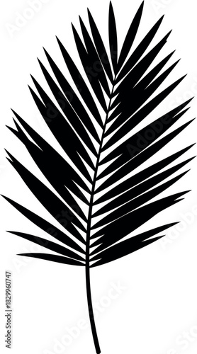 Elegant black palm frond silhouette on a white background