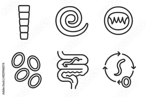 Helminth Infection Icons. Line style icons of Helminth Infections: tapeworm segments, roundworm coiled, hookworm teeth, eggs in