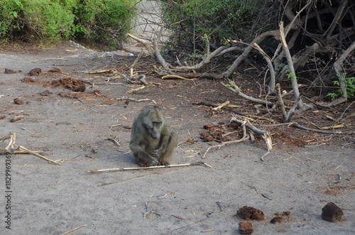 Photography South African Safari