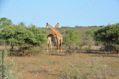 Canvas Print South African Safari