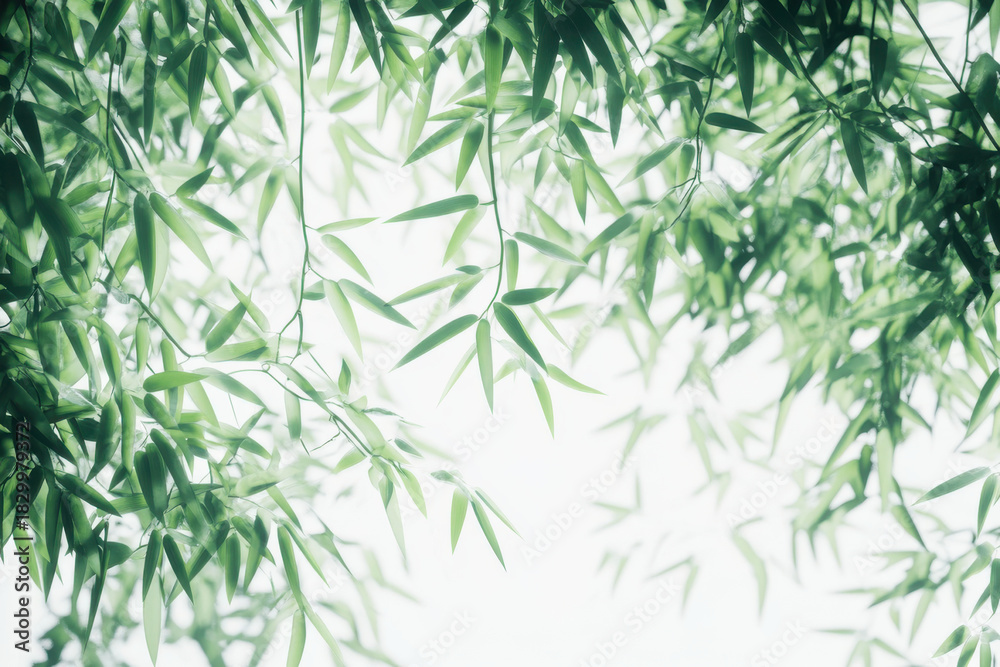 Naklejka premium Thriving bamboo forest creates a vibrant natural setting against a pristine white background