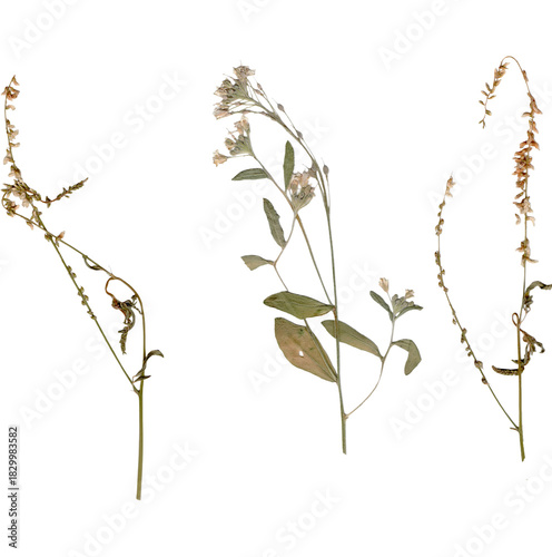 Pressed floral trio, real png