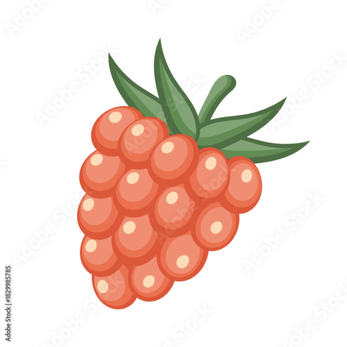 Red ripe raspberry on a white background. Cute fruit illustration.