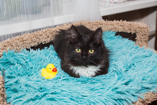 Young  black kitten is lying with a toy on a blue blanket