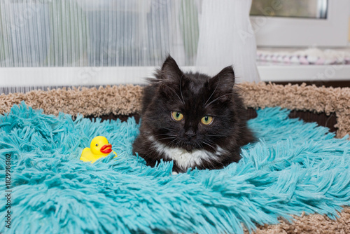 Young  black kitten is lying with a toy on a blue blanket