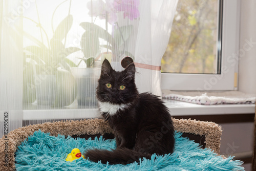Small black kitten sits on the bed