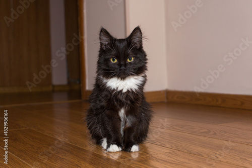 Small black kitten sits on the wooden floor and looks