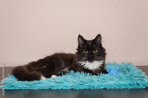 Beautiful black kitten with white paws