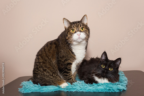 An adult gray cat and a small black kitten