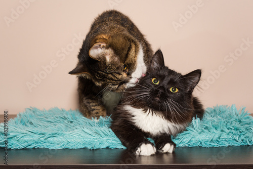 Adult gray cat lovingly licks a small black kitten
