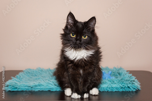 Beautiful black kitten with white paws