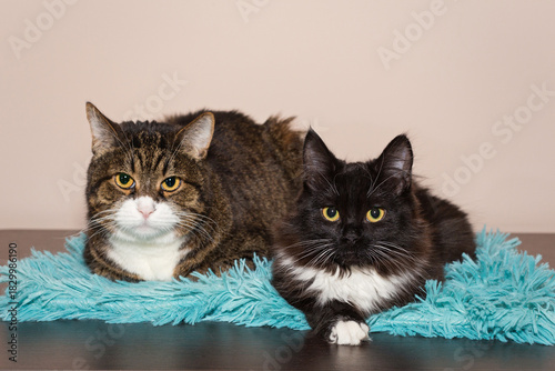An adult gray cat and a small black kitten