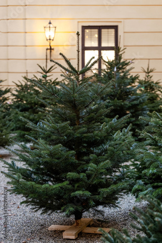 Christbaum Verkauf