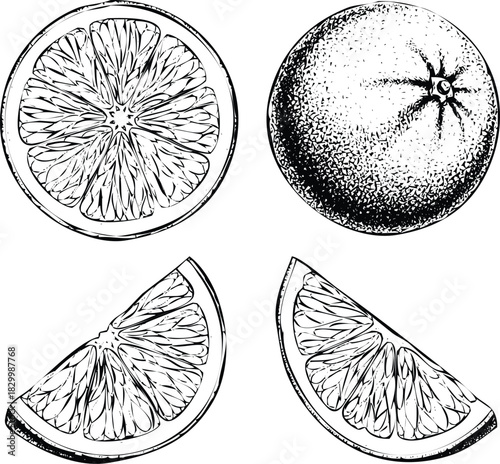 Vintage style hand drawn orange fruit: whole, slice, and wedges