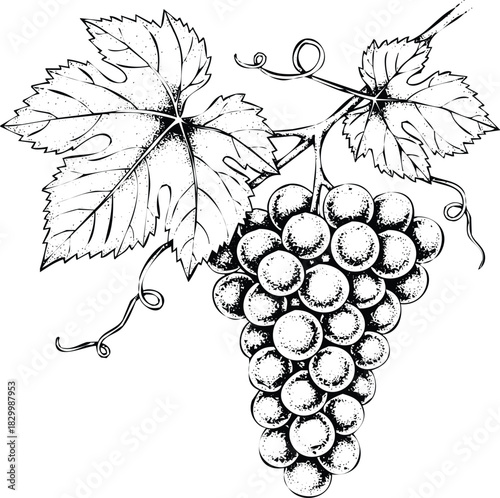 Line art illustration of fresh grapes with leaves and tendrils