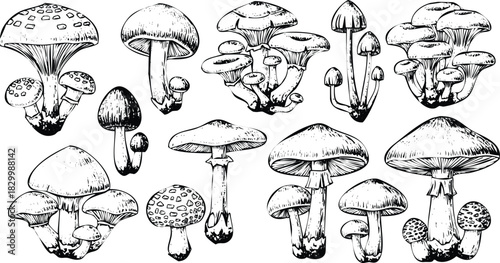 Hand drawn mushroom collection vector illustrations artwork