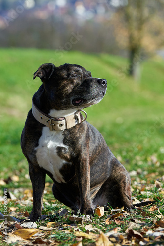 Staffordshire bull terrier enjoying sunshine in autumn park