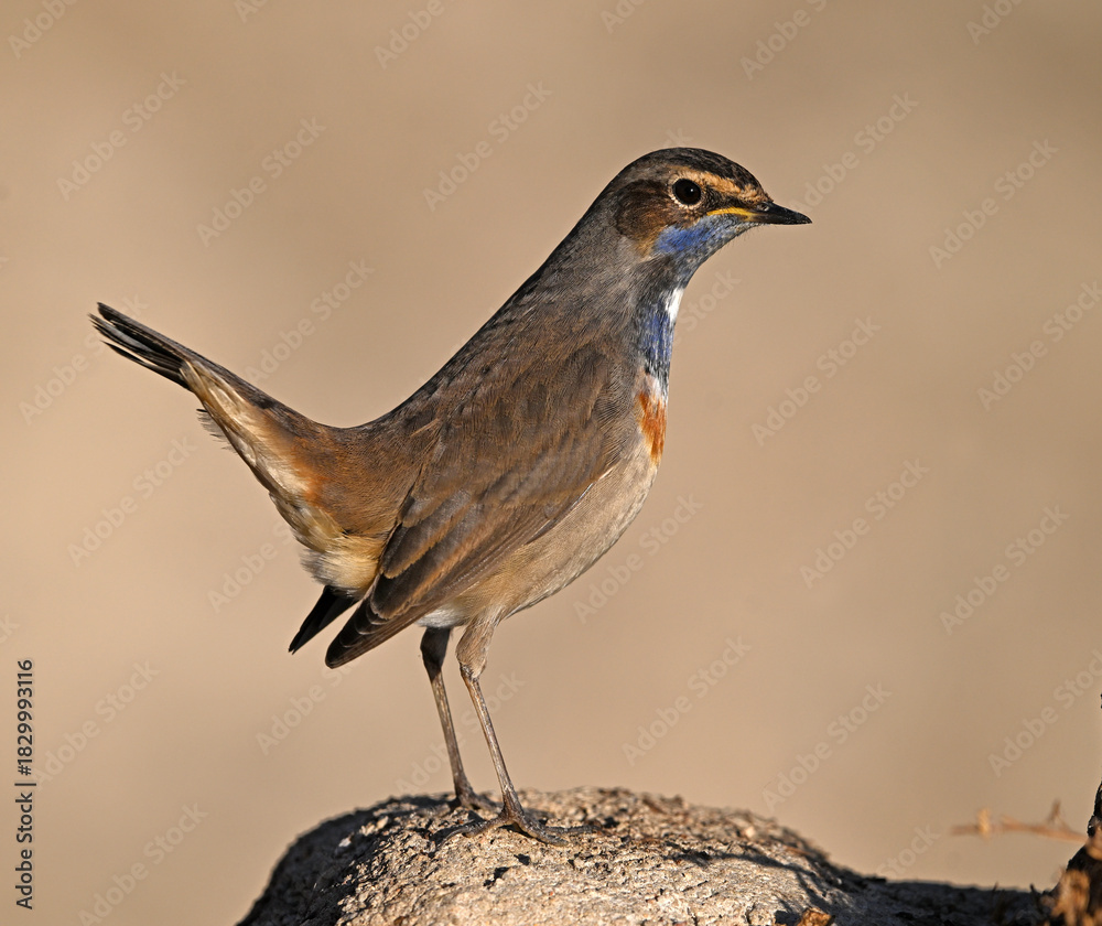 Fototapeta premium a beautiful bluethroat nightingale perched