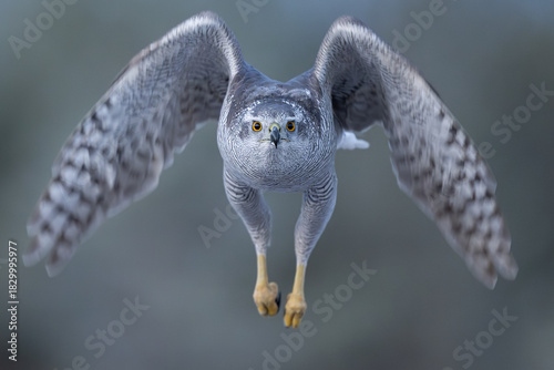 Photography Northern goshawk flying straight toward the viewer