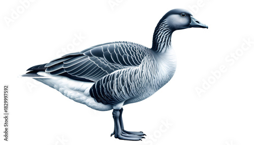 Goose standing with blue and white plumage on transparent background