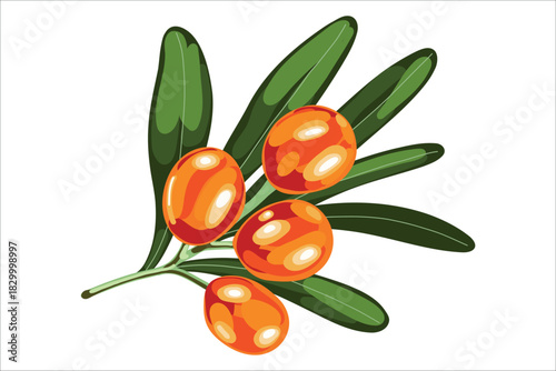 Sea buckthorn botanical illustration