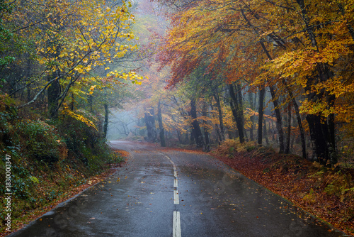 Mata de Albergaria road, Autumn, Peneda-Geres National Park, Portugal