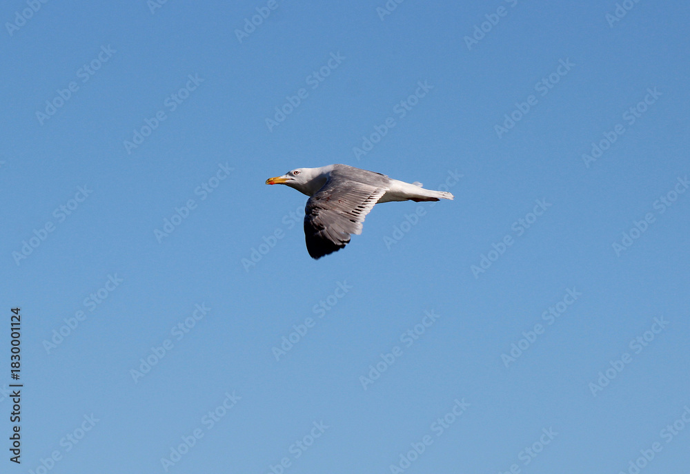Obraz premium the flight of a seagull in the heavenly heights
