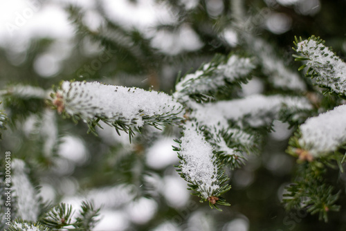 snow covered pine tree