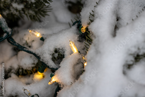 holiday lights in snow and pine