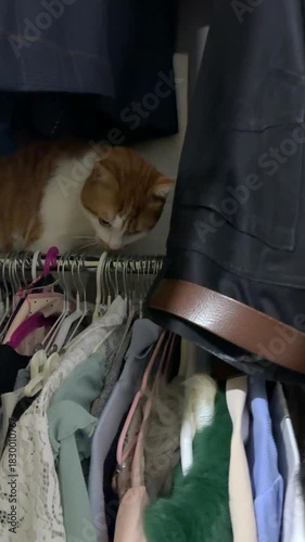 A red and white cat is sitting in a closet on hangers with clothes. It is turning its head. Vertical video.
