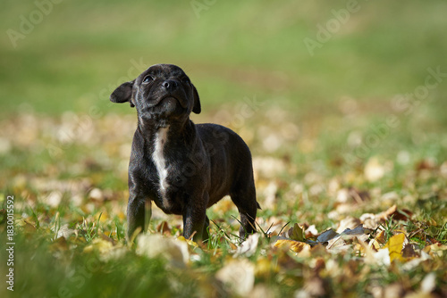 Staffordshire bull terrier puppy standing on autumn grass