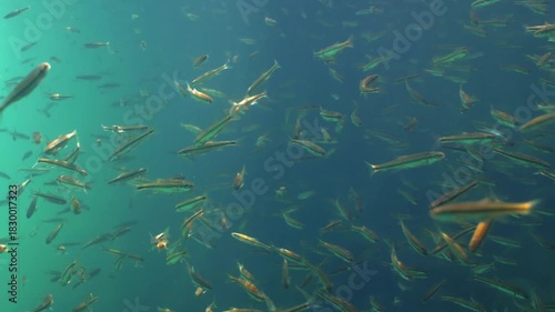 Dense school of common minnow fish swimming in clear water